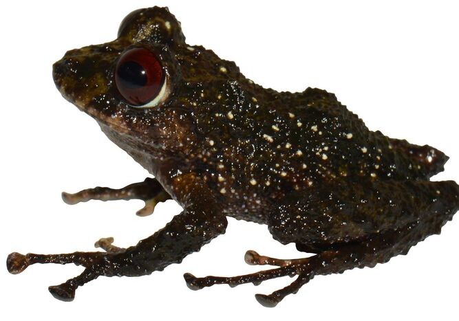 "Led Zepellin": la nueva especie de ranas de ojos rojos descubierta en Ecuador | Tecnología