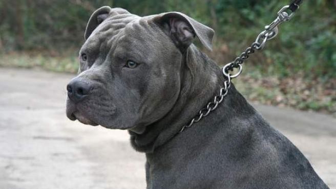 Berisso: un pitbull mató a otro perro, causó destrozos en una casa y fue baleado por la policía | Información General