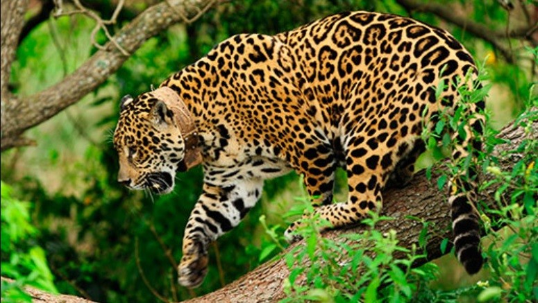 Jujuy: "cámaras-trampas" captaron a otros dos yaguaretés en bosques protegidos | Tecnología