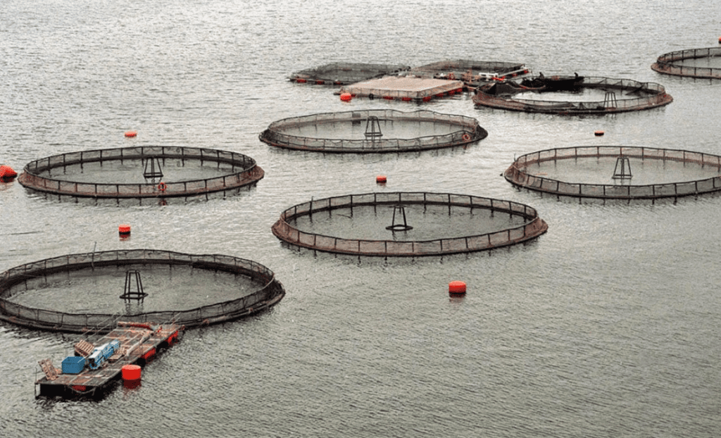 Tierra del Fuego, el primer lugar del mundo en prohibir la cría de salmones | Información General