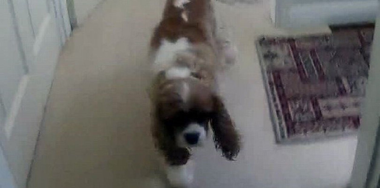 Reportó la desaparición de su perro, se movilizaron vecinos y policías: lo hallaron debajo del sillón de la dueña | Tecnología