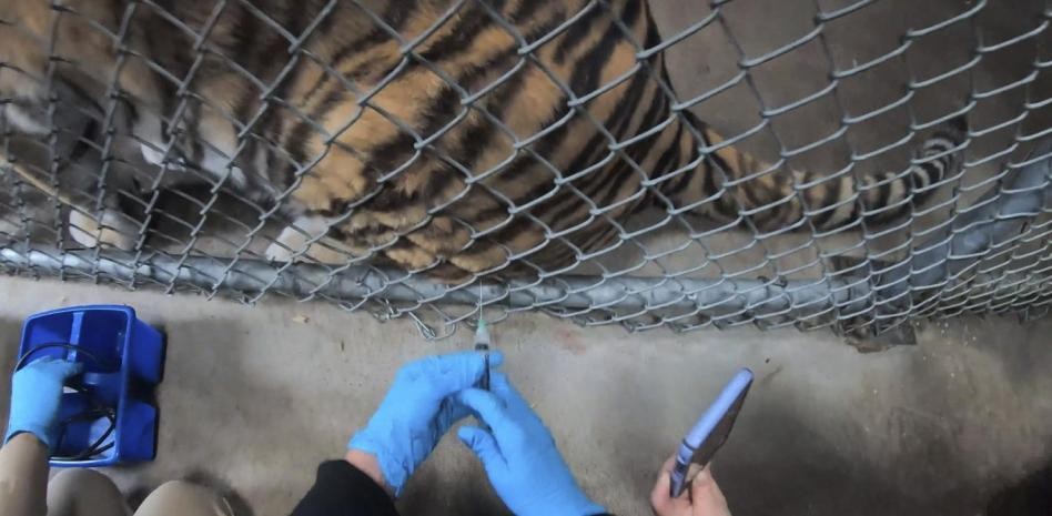 Zoológico en Estados Unidos comenzó a vacunar a los animales contra el coronavirus | Tecnología