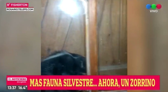 Apareció un zorrino en Fisherton: hacía años que no se veía un ejemplar en esta zona | Rosario y la región