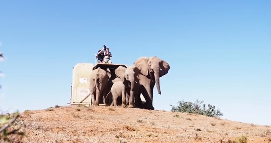 "Sin precedentes": envian una manada de elefantes en avión desde Inglaterra a Kenia | Internacionales