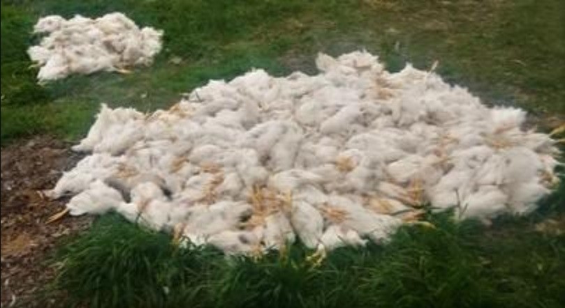 Acusan a dos nenes de matar a palazos a 700 gallinas en Reconquista | Información General