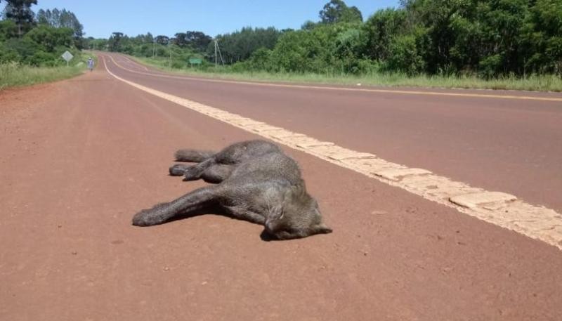 Más de cinco mil animales silvestres mueren atropellados por exceso de velocidad en rutas | Información General