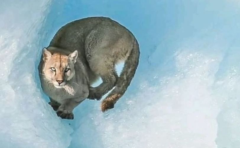Filman a un puma sobre un iceberg en el Parque Nacional Los Glaciares | Información General