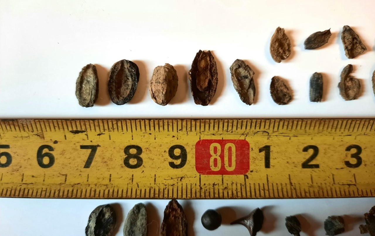 Encuentran fósiles de semillas, moluscos y peces de cinco mil años de antigüedad en San Pedro | Información General