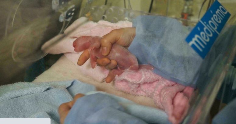 Nacieron dos pandas gemelos en un zoológico de Francia | Internacionales