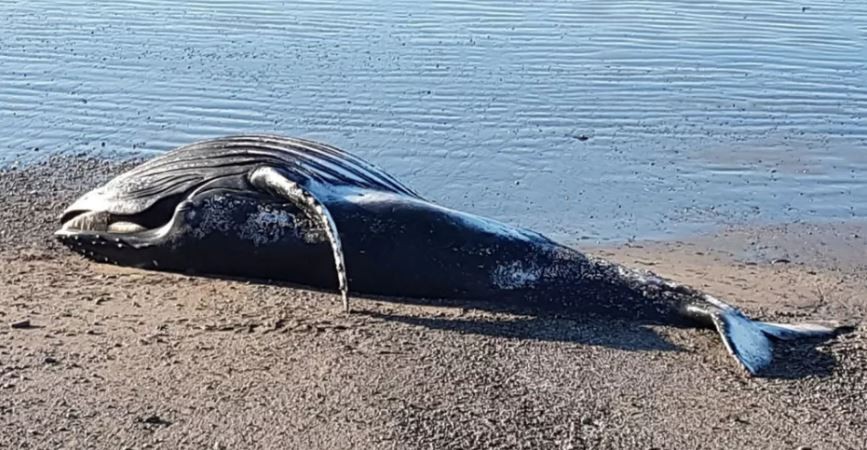 "Peligro biológico": Una ballena jorobada murió en Chubut y piden que nadie se acerque | Información General