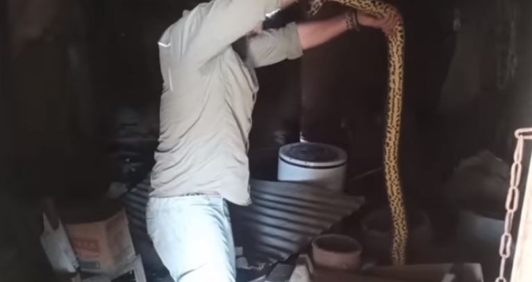 Refaccionaba la casa que heredó de su abuela y se encontró con dos anacondas | Información General