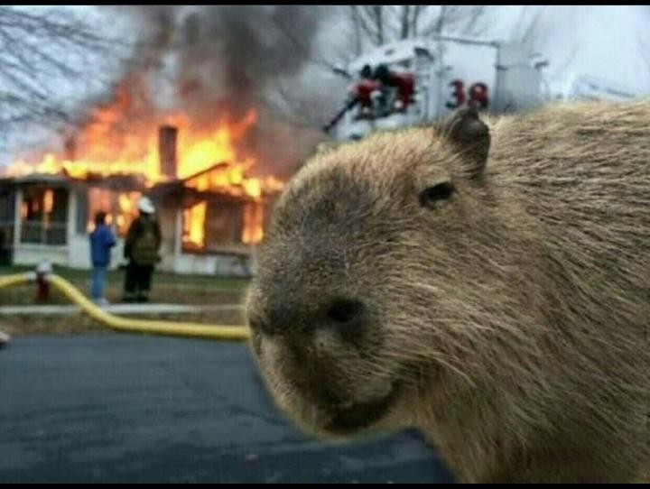 Explotan los memes de carpinchos en las redes: acá los mejores | Tecnología