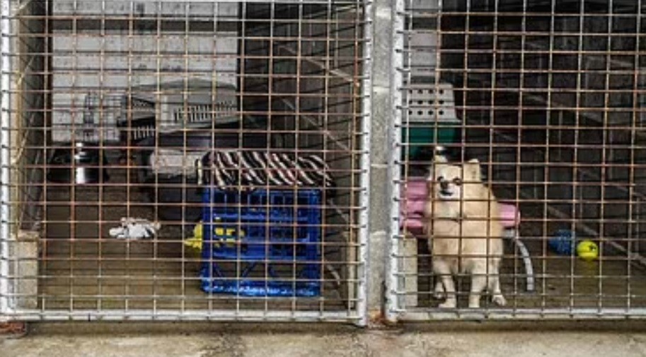 Mataron a un tiros a perros de un refugio a raíz de las restricciones por el coronavirus | Internacionales