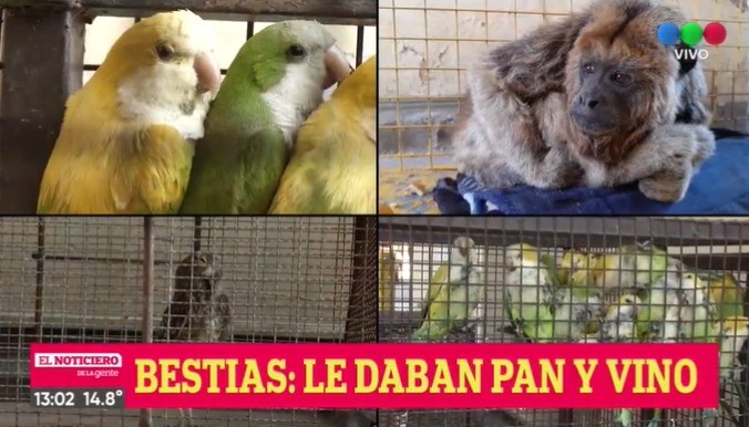 Desde la Policía Ecológica rescatan animales salvajes | Rosario y la región