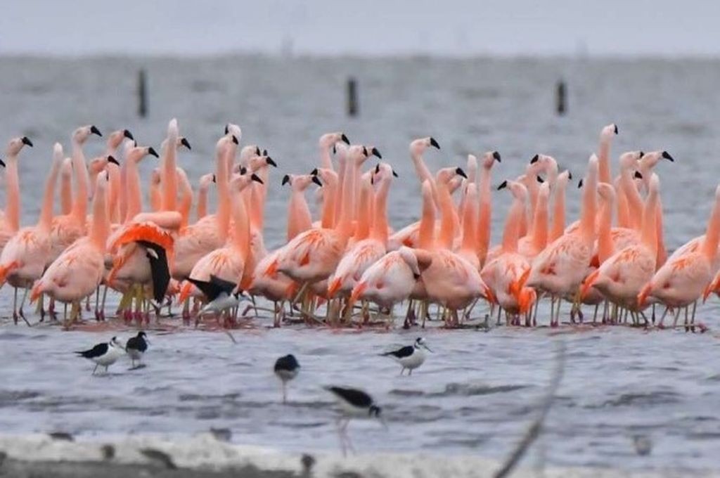 Aprueban proyecto para la creación del Parque Nacional Ansenuza en Córdoba | Tecnología