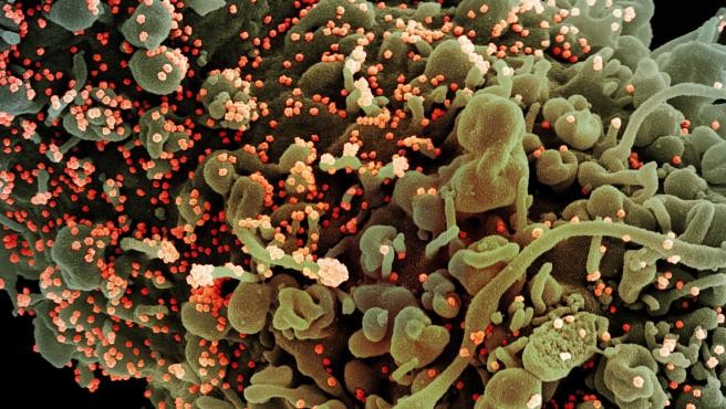 Descubrieron una nueva variante de coronavirus que muta casi el doble que el resto de las cepas | Información General