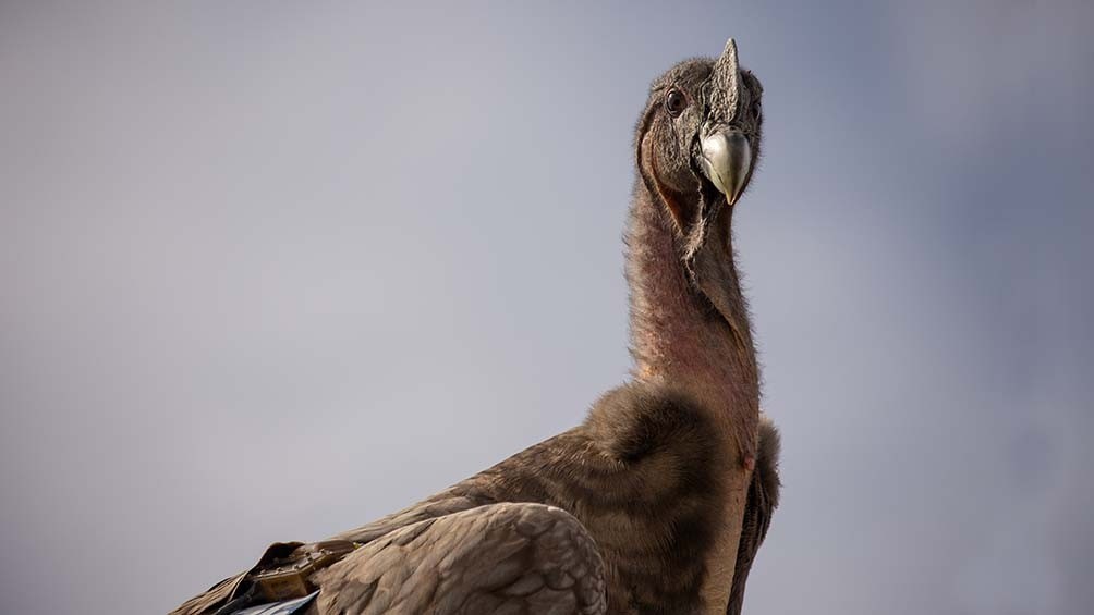 Liberaron con éxito a siete crías de cóndores, la suelta más grande realizada en Argentina | Tecnología