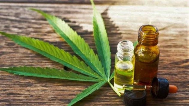 Utilizan inteligencia artificial para testear y obtener aceite de cannabis | Tecnología