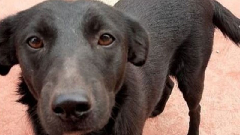 Detienen a un hombre acusado de zoofilia y asesinato contra una perra | Información General