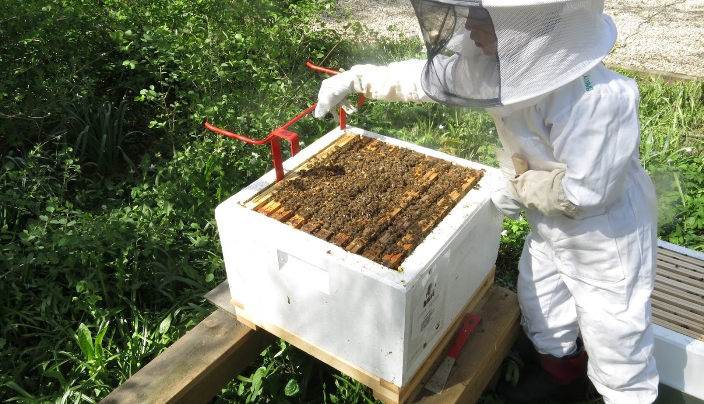 Realizan un "abejazo" contra el uso intensivo de agroquímicos | Tecnología
