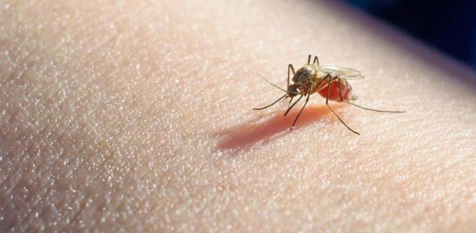 La OMS aprobó la primera vacuna contra la malaria | Internacionales