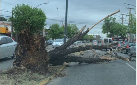 Córdoba: fuertes vientos provocan destrozos en gran parte de la provincia | Información General