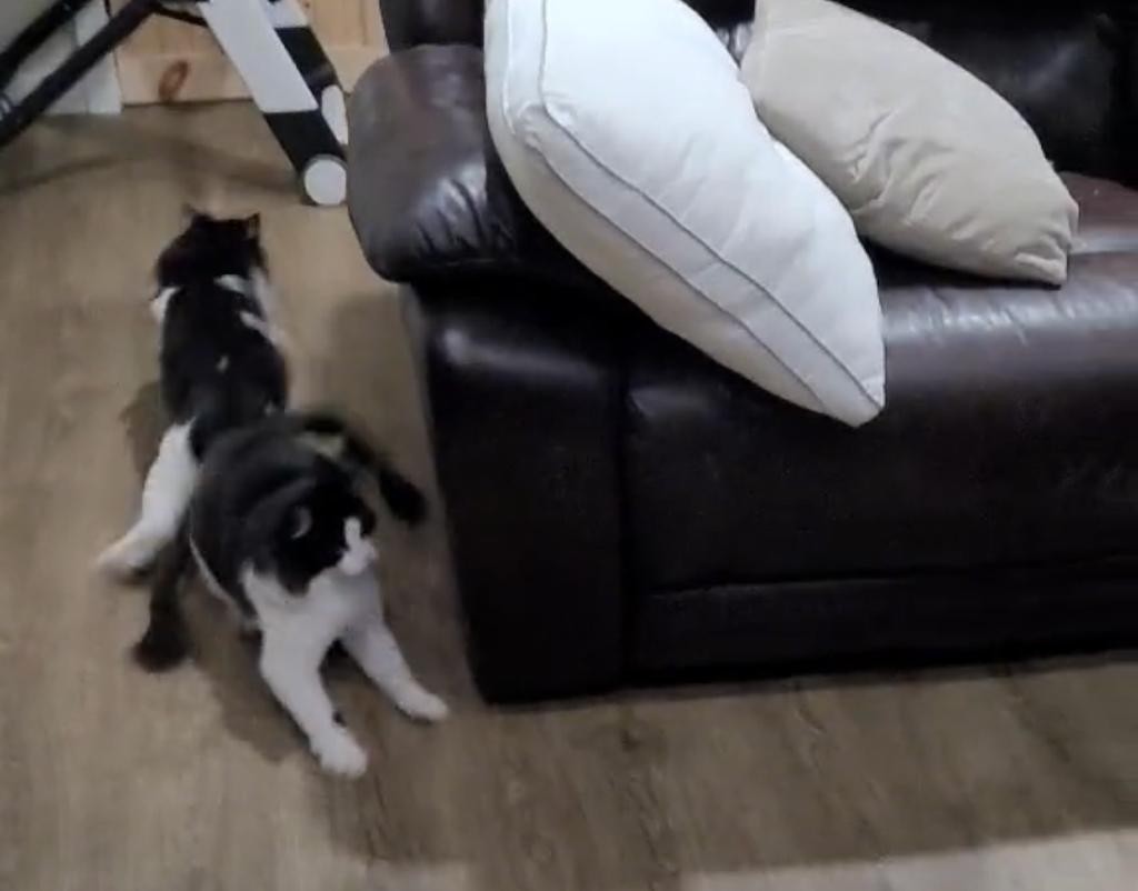 Video: La divertida reacción de dos gatos al ver a su dueña disfrazada de uno | Tecnología