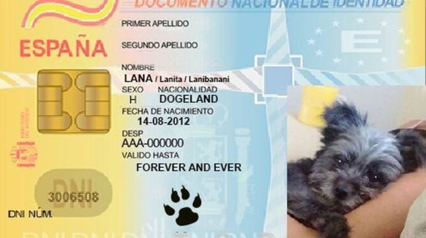 España instala el DNI obligatorio para perros y gatos | Internacionales