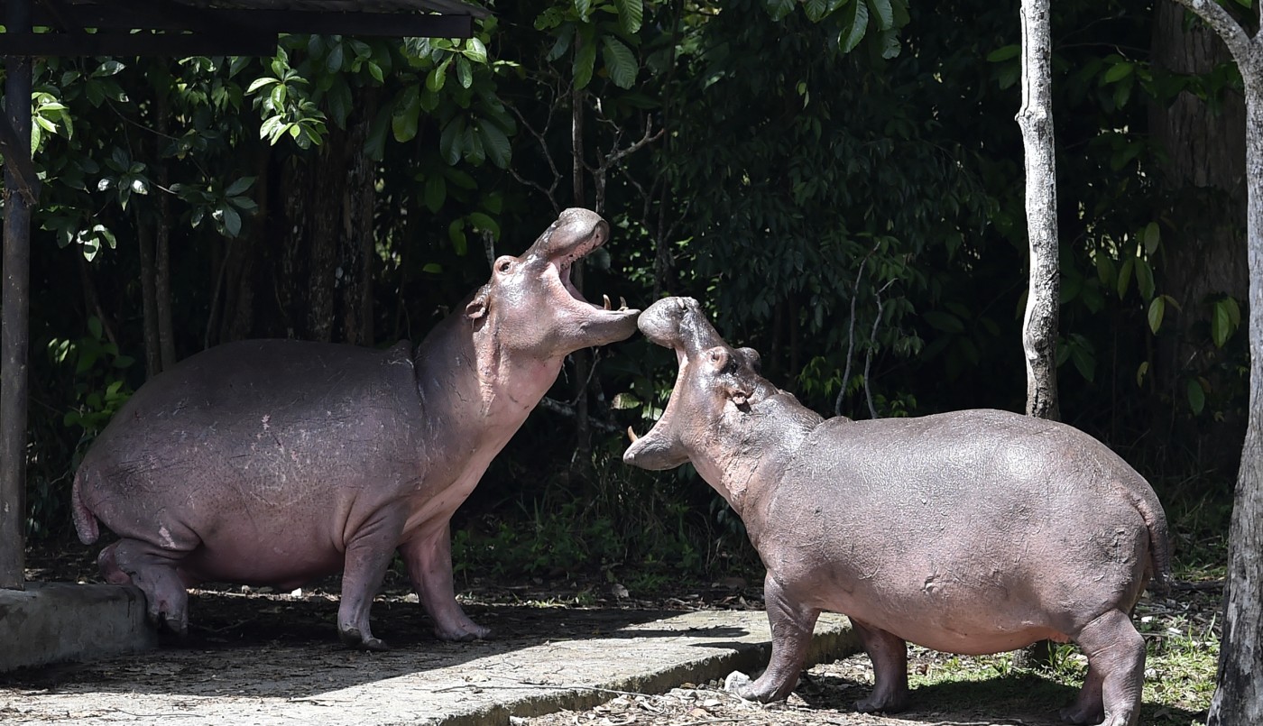 Los hipopótamos de Escobar recibieron el estatus de "persona jurídica" | Internacionales