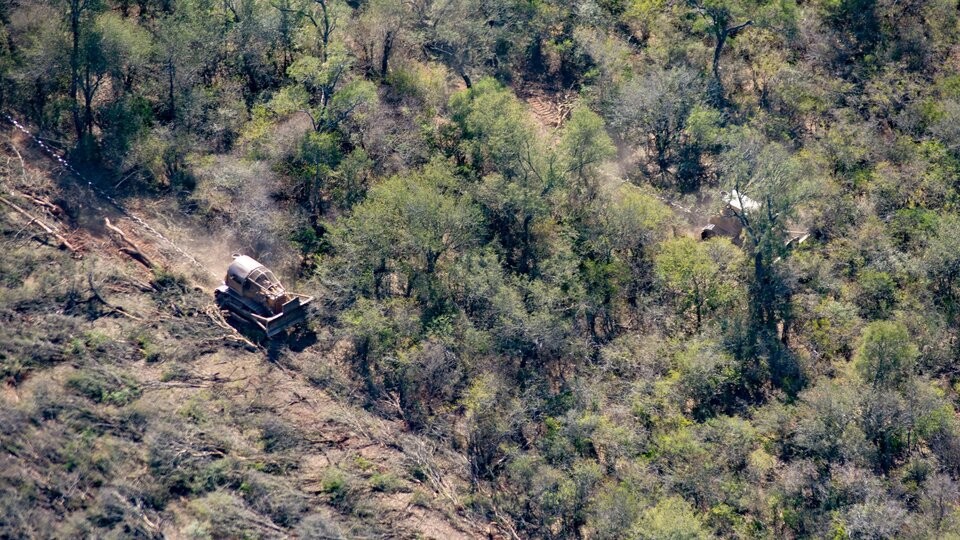 Proyecto propone prisión para quienes talen o desmonten bosques sin autorización | Información General