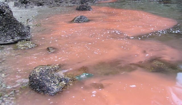 Marea roja en Chubut: Advierten sobre la alta concentración de "toxinas paralizantes" en moluscos | Información General