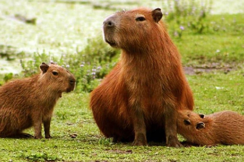 Echaron a un funcionario de Corrientes que autorizó la caza de 200 carpinchos | Información General