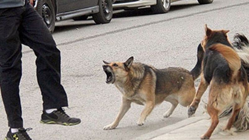 Un adolescente debió ser hospitalizado por el ataque de otra jauría en San Juan | Información General