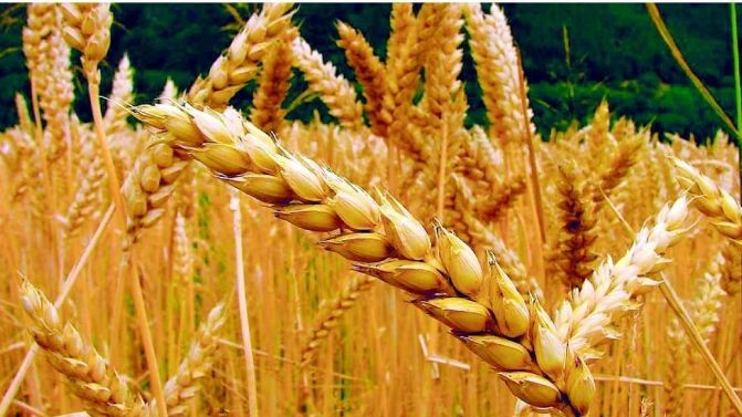 La Cámara de Industriales Molineros ante la resolución de la CTNBio sobre el trigo HB4 | Economía y negocios