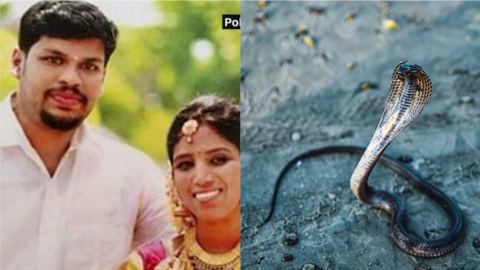 Condenan a un hombre por matar a su esposa con una cobra venenosa | Tecnología