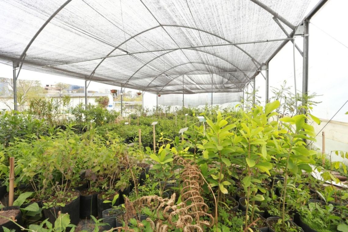 Asaltan un vivero en La Plata y escapan con un botín millonario | Información General