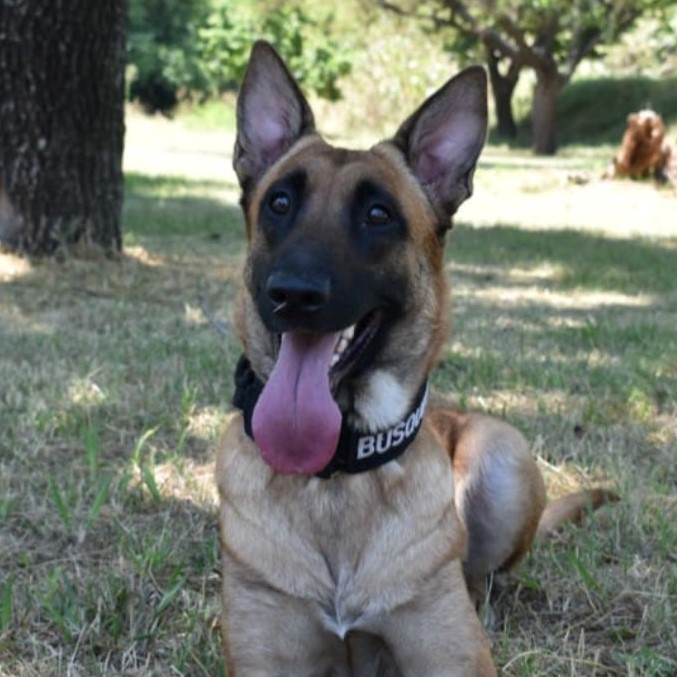 Samara, la perrita de policía que ayudó a encontrar el cuerpo de Nancy | Información General