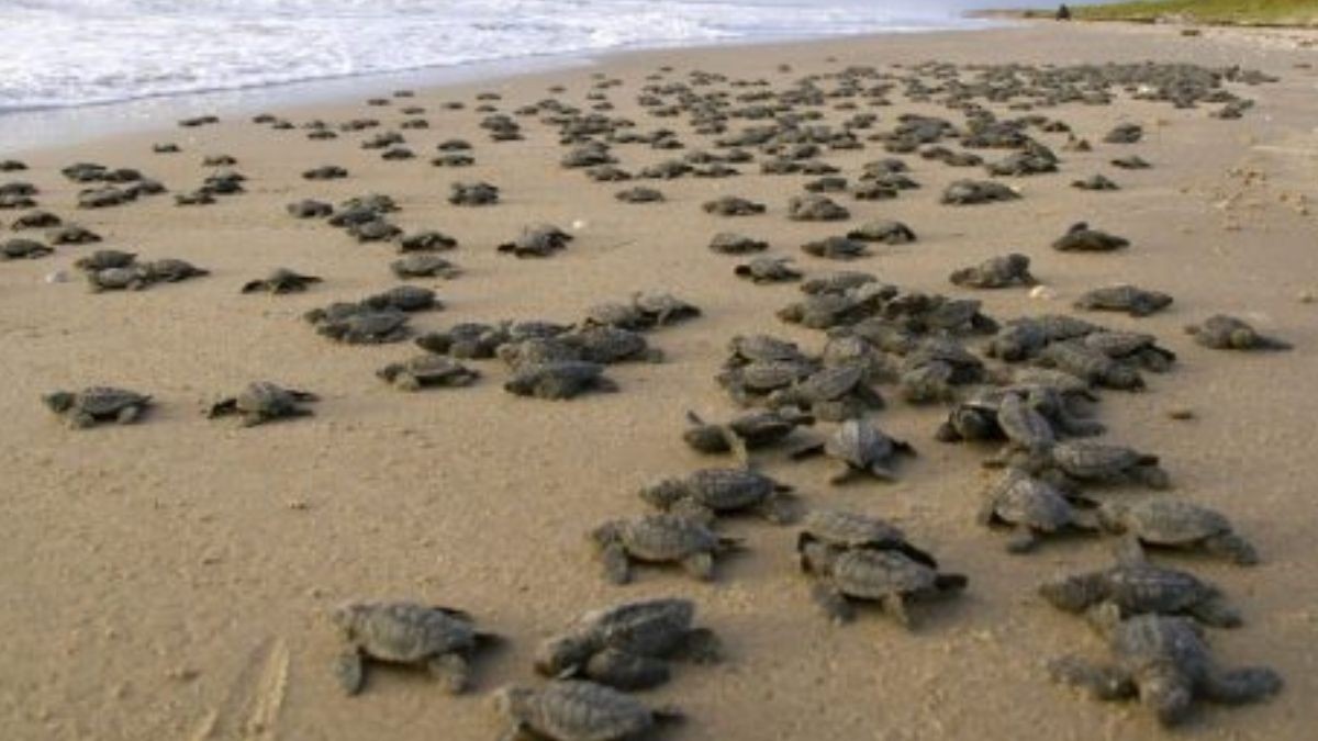 Se produjo un desove masivo de tortugas marinas en las costas de Nicaragua | Internacionales