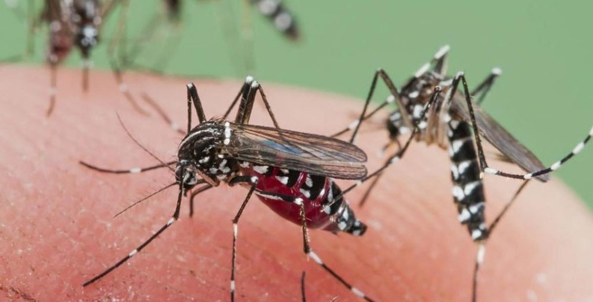 Con casi cuatro mil casos de dengue confirmados en el país, prevén un aumento en los próximos meses | Información General