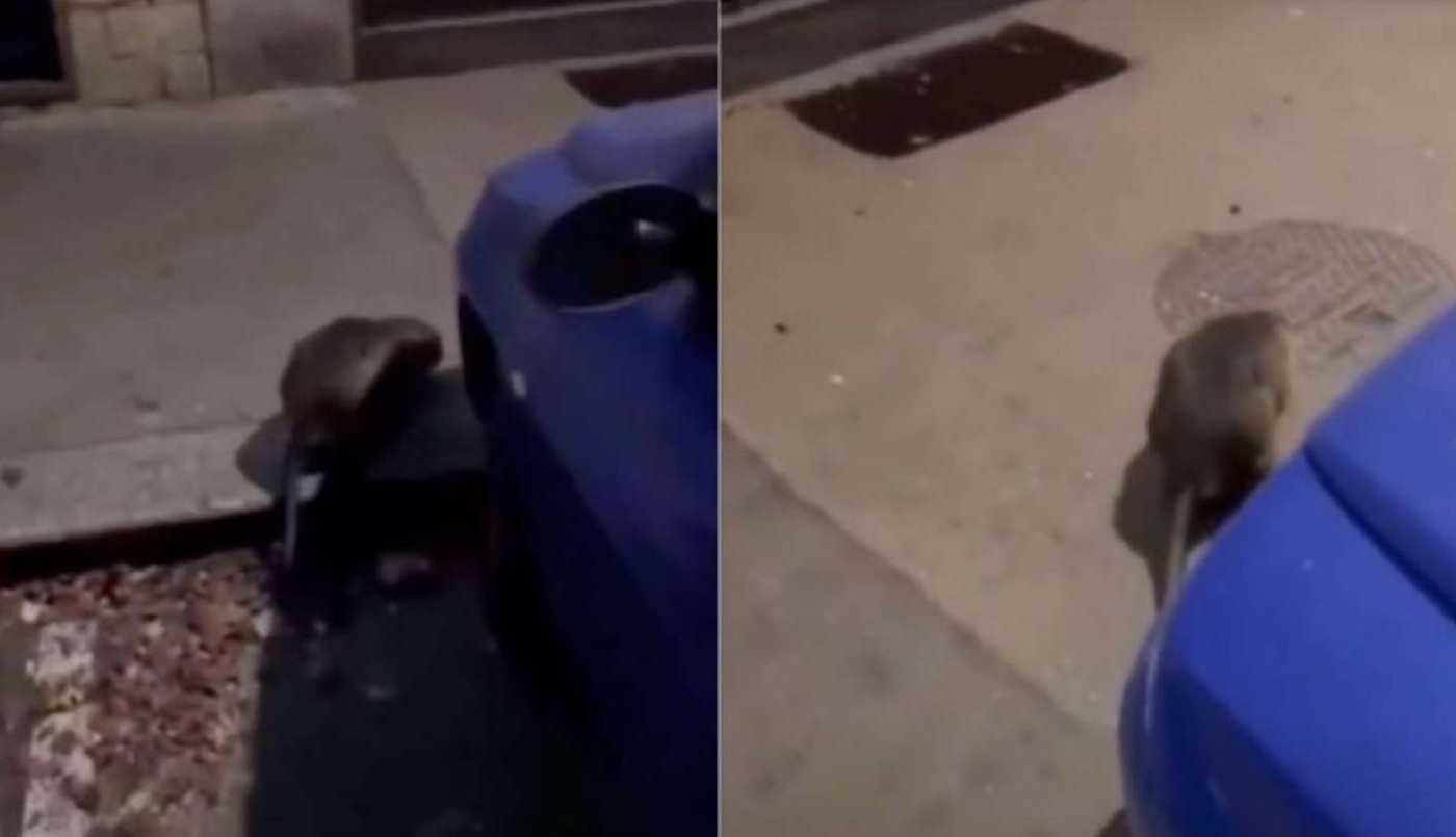 Video: la enorme rata que camina por Nueva York y se hizo viral | Internacionales