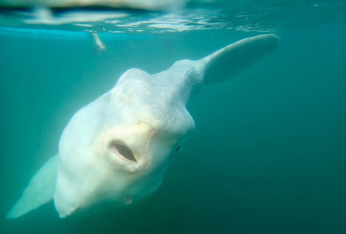 Video: el susto del surfista que vivió con una criatura del mar nunca antes vista | Tecnología