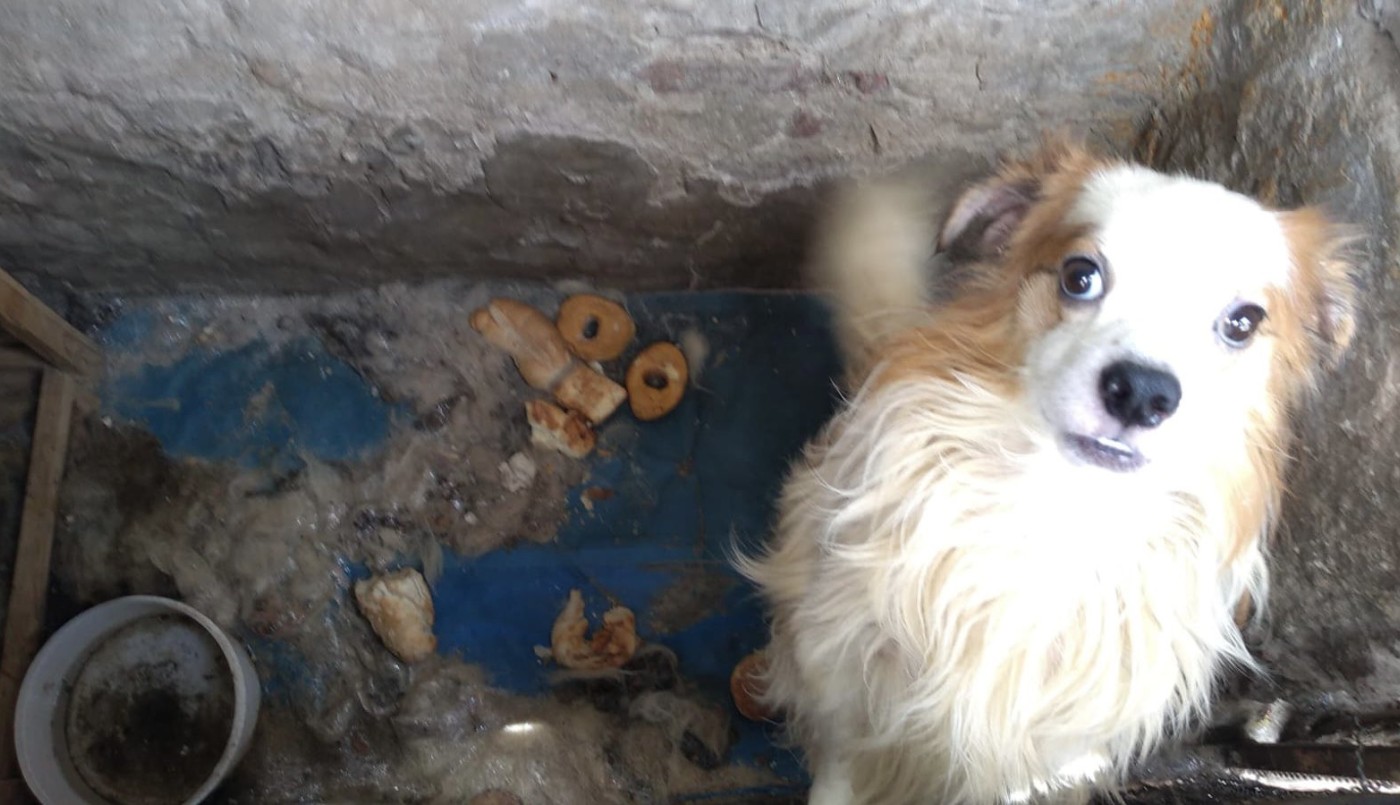 El Municipio salvó a cuatro perros en condiciones deplorables | Rosario y la región