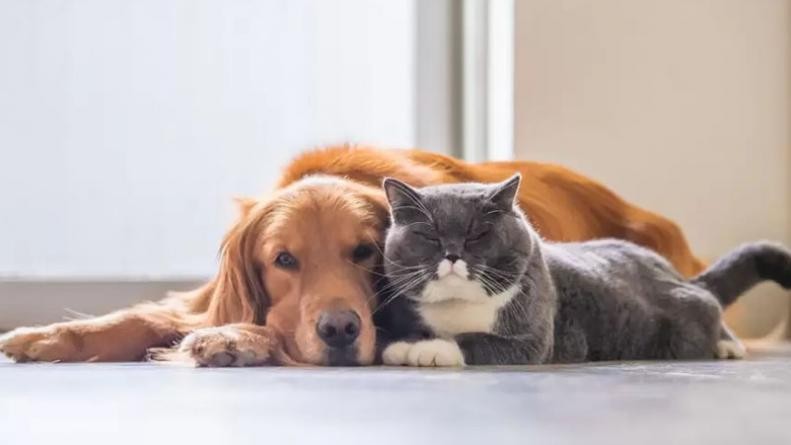 Un hombre tendrá que pagar cuota alimentaria para mantener sus mascotas | Internacionales