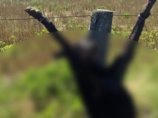 Un perro de caza se metió en su campo, lo mató y lo crucificó en el alambrado | Tecnología