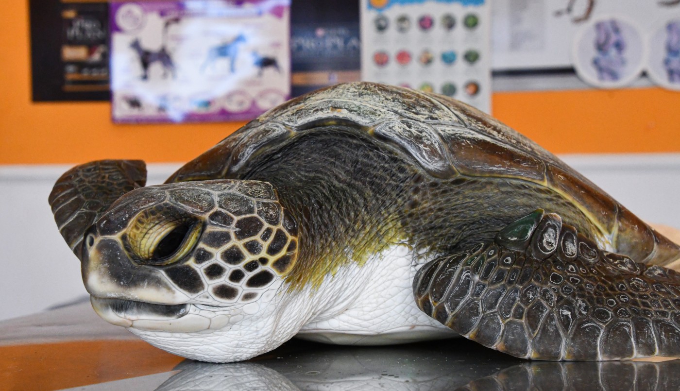 Videos y fotos alarmantes: una tortuga defecó más de 10 tipos de plásticos diferentes en San Clemente del Tuyú | Tecnología