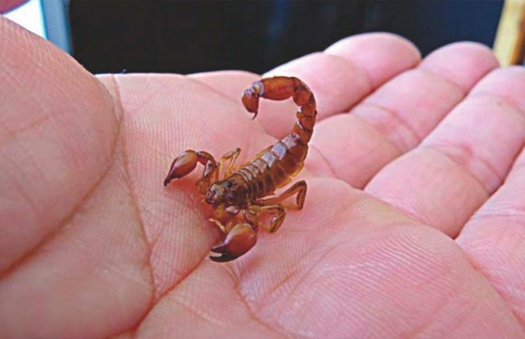 En el inicio de la temporada de alacranes: todo lo que tenés que saber para evitarlos | Rosario y la región