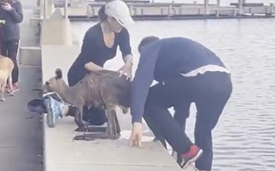 Video impactante: un hombre rescató a un encantador canguro de morir ahogado en un lago | Tecnología