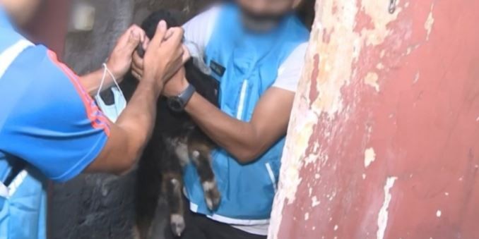 Rescataron a un chivo cuando iba a ser sacrificado en un rito umbanda | Información General