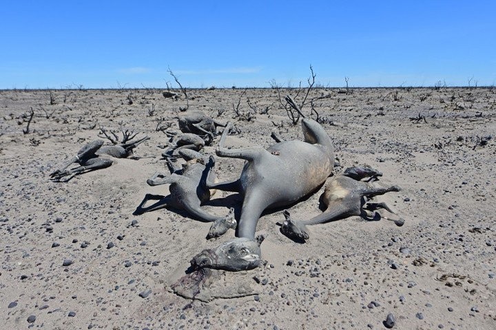 El video desolador de Puerto Madryn tras los incendios: "Sólo quedó muerte" | Información General