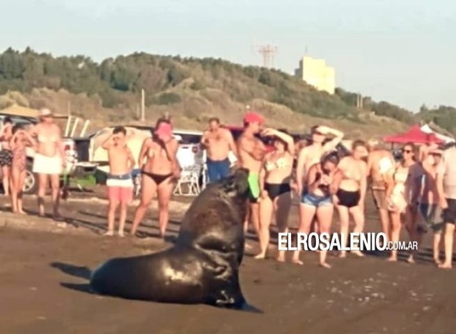 La playa de Pehuen Co recibió una visita muy especial | Información General